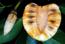 5 Pond Apple Tree Seeds (Annona glabra) Rare Tropical Alligator Apple Fruit Fast