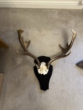 Wild Fallow Deer Buck Stag Antlers Skull Mount Taxidermy F Buck
