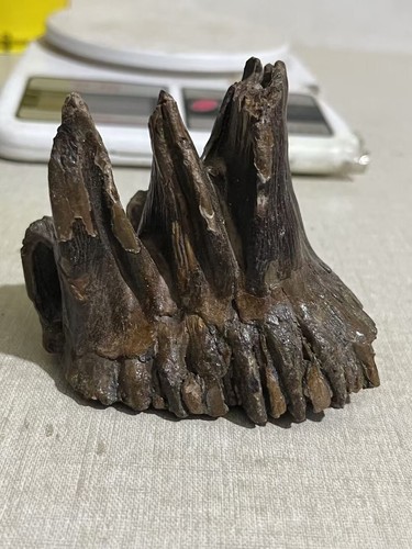 Collect exquisite mammalian teeth xl01