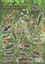 Owady prostoskrzydłe - dekoracyjny plakat A1 + plakat GRATIS + darmowa wysyłka!