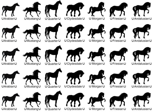 Black Horse Breeds 5