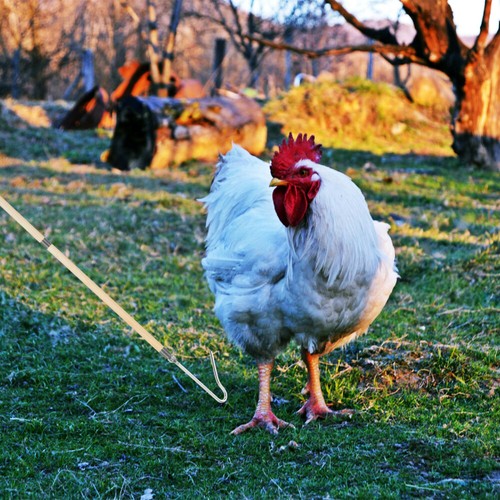 Chicken Catcher Hook Chicken Catching Pole Poultry Handling Ideal For Chicken - Picture 2 of 12