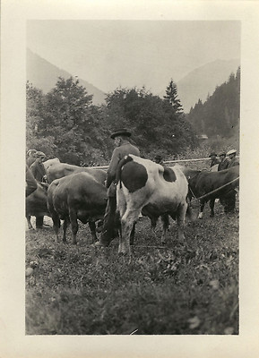 ALTES FOTO - VINTAGE SNAPSHOT - KUH HERDE WÄCHTER BEAUFORT SUR DORON 27