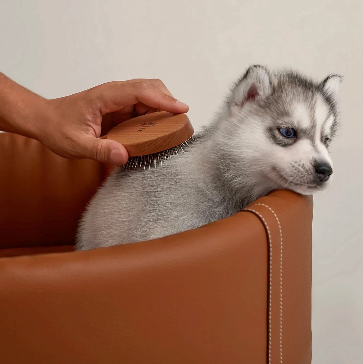 【正規品】希少！HERMES エルメス 天然素材 ドッグブラシ 犬用ブラシ Hermes Dog Pet Brush NEW | eBay