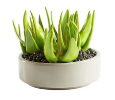 Arcucci Kaktus Aloe Skulptur Keramik Pflanztopf groß (B 22 x T 22 x H 20) selten!