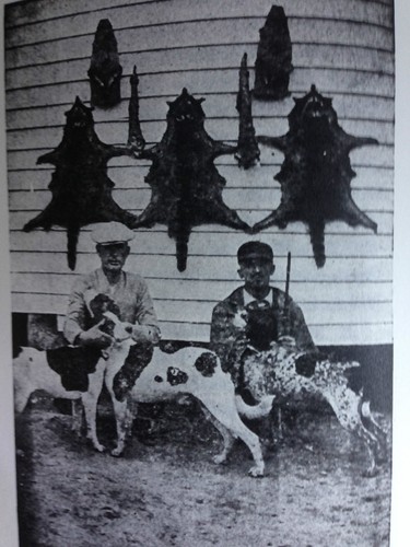 LURCHERS HUNTING DOGS LAMPING GUN POACHING SHOOTING HARES RABBITS DEER - Picture 3 of 3