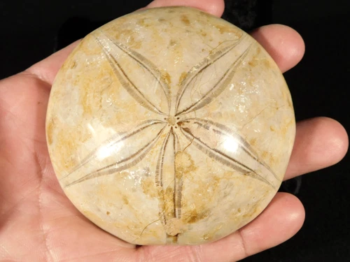 Big! Polished 150 Million Year Old! SAND DOLLAR Fossil Madagascar 195gr