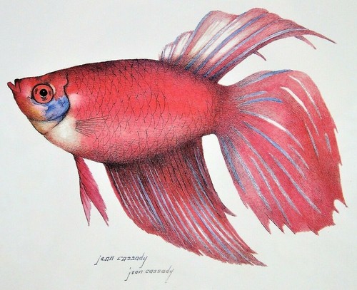 BETTA Azul Rojo SIAMÉS PEZ LUCHA JEAN CASSADY Artista 2 Enmarcados Firmados - Imagen 7 de 12