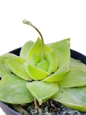 Haworthia Cymbiformis cv Rose pianta grassa rosa del deserto