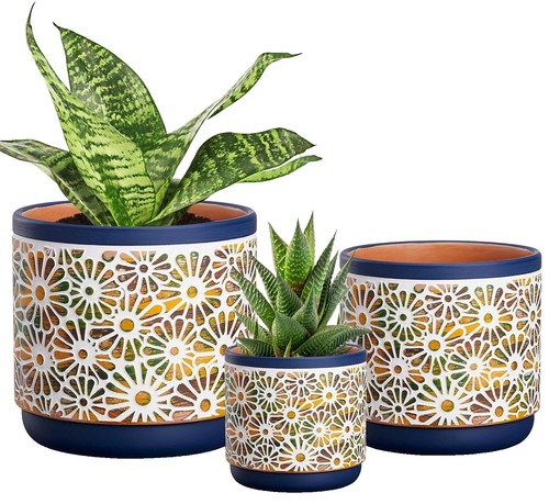 aglaonema angel Aglaonema Angel Plant  Elegant Indoor Beauty