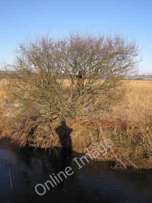 Foto 6x4 Baum und Nistkasten neben dem Afon Teifi, Cors Caron Nature Rese c2010