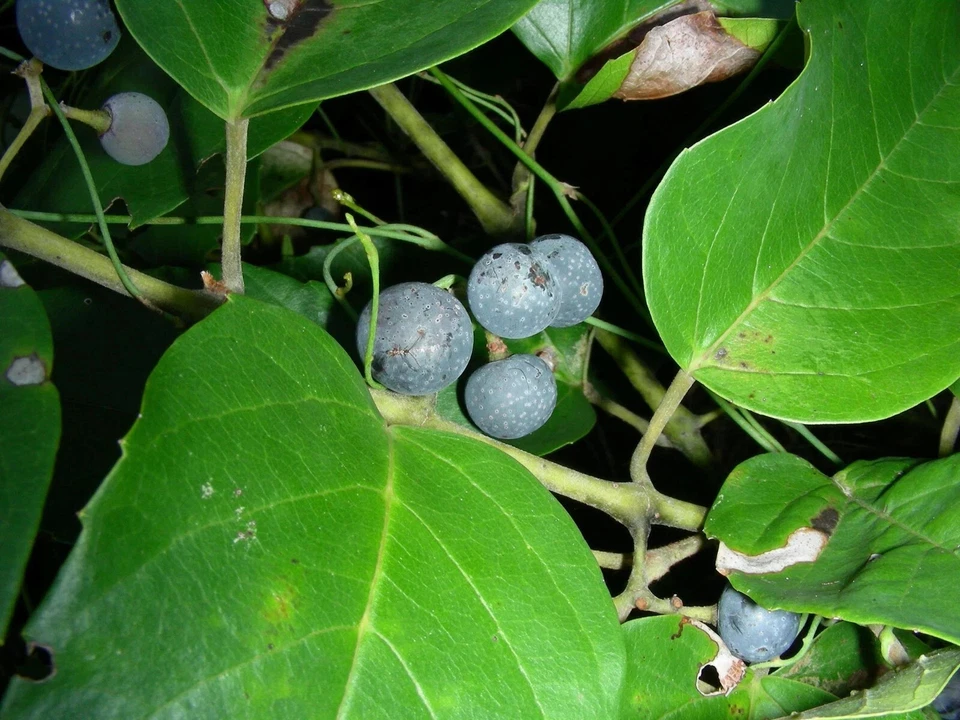 60 Kangaroo Vine Grapes Seeds Garden Fruit Seed Indoor Plant Pot Outdoor - Image 2 of 3