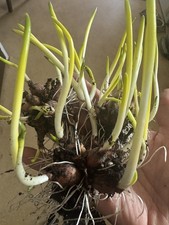 Egyptian Walking Onion Top Set Cluster of 10 plants