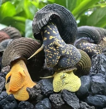 Rabbit Snails x4 Mix Pack (Tylomelania Sp.) - Elephant Snail