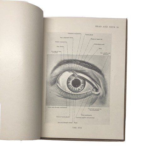 1934 Illustrations of Regional Anatomy Section II: Head and Neck E. B. Jamieson - Picture 9 of 12