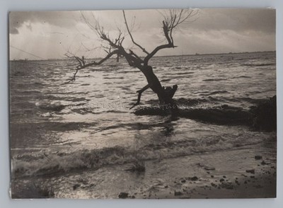 Hamburg Blankenese 1952 - Silhouette Old Tree in the Sea - Old Photo 1950s