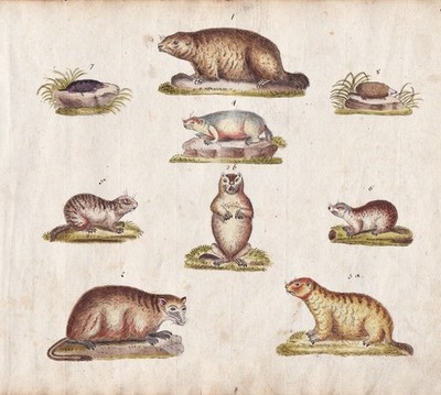 Maulwurf Murmeltier marmot mole original Aquarell watercolor drawing 1800