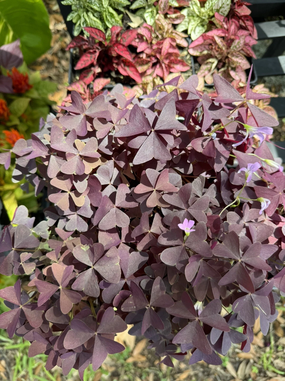 Oxilis Plant