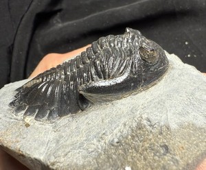 Large Hollardops trilobite fossil Devonian Of Morocco