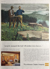1955 Weyerhaeuser Timber Co Trees Charles S chapman Forester Vintage Print Ad