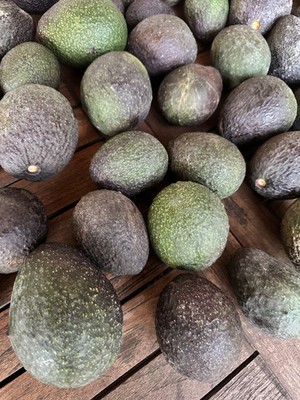 Farm Fresh California Hass Avocados. Regeneratively grown (pack of 10)