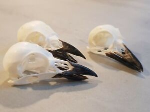 Real Magpie skull Bird skull Picca Picca goth  pagan Curo taxidermy