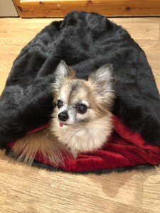 dog snuggle bag