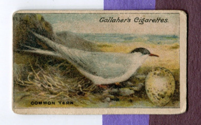 1919 GALLAHER LTD. CIGARETTES BIRDS, NESTS & EGGS TOBACCO CARD #34 COMMON TERN