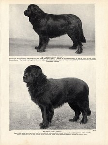 1930s Antique Newfoundland Print Ch Netherwood Queen & Echo Newfoundland 6113p