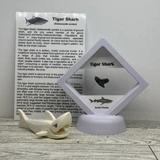 Tiger Shark Tooth Fossil in a great Display Case with Toy