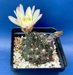 GYMNOCALYCIUM-TANINGAENSE-IN-A-4-034-POT-SEED-GROWN-CACTUS-PLANT