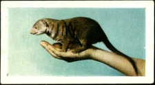 MONGOOSE, HORNIMAN´S TEA TRADE CARD, SERIES PETS, YEAR 1960, CARD # 11
