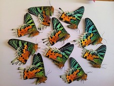 10 Urania ripheus A1 , Madagascar. SEE PHOTO.