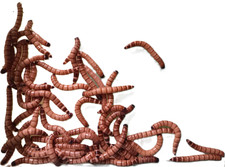 Live Superworms - Kingworms - Zophobas Morio