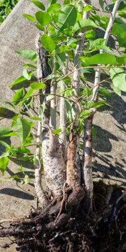 Bonsai Grove Fig Trees - Picture 2 of 10