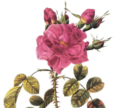 1990 Vintage Print Rose Flower Rosa Bifera Variegala Floral Decor Roses