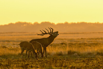 MASSIVE  photo landscape art  A0 CANVAS PRINT stag deer elk sunset orange
