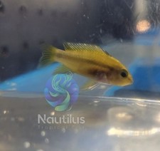Beautiful Apistogramma trifasciata FEMALE Three-Striped Dwarf Cichlid
