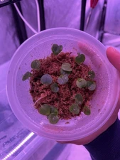 Anthurium Community Pots 3 Hybrids (Dark Phoenix, AOS, BVEP Etc)