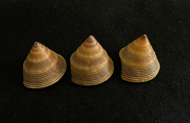 3 Calliostoma javanicum Lamarck 22 mm - 23 mm Jamaica