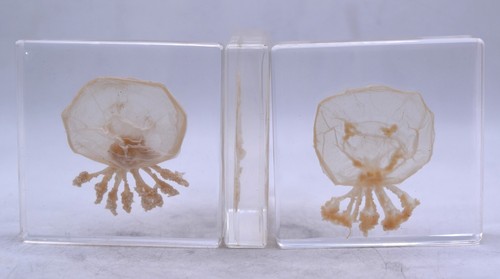 2.9" Real Jellyfish in Clear Lucite Resin Preserved Sea Marine Animal Collection - Picture 11 of 14
