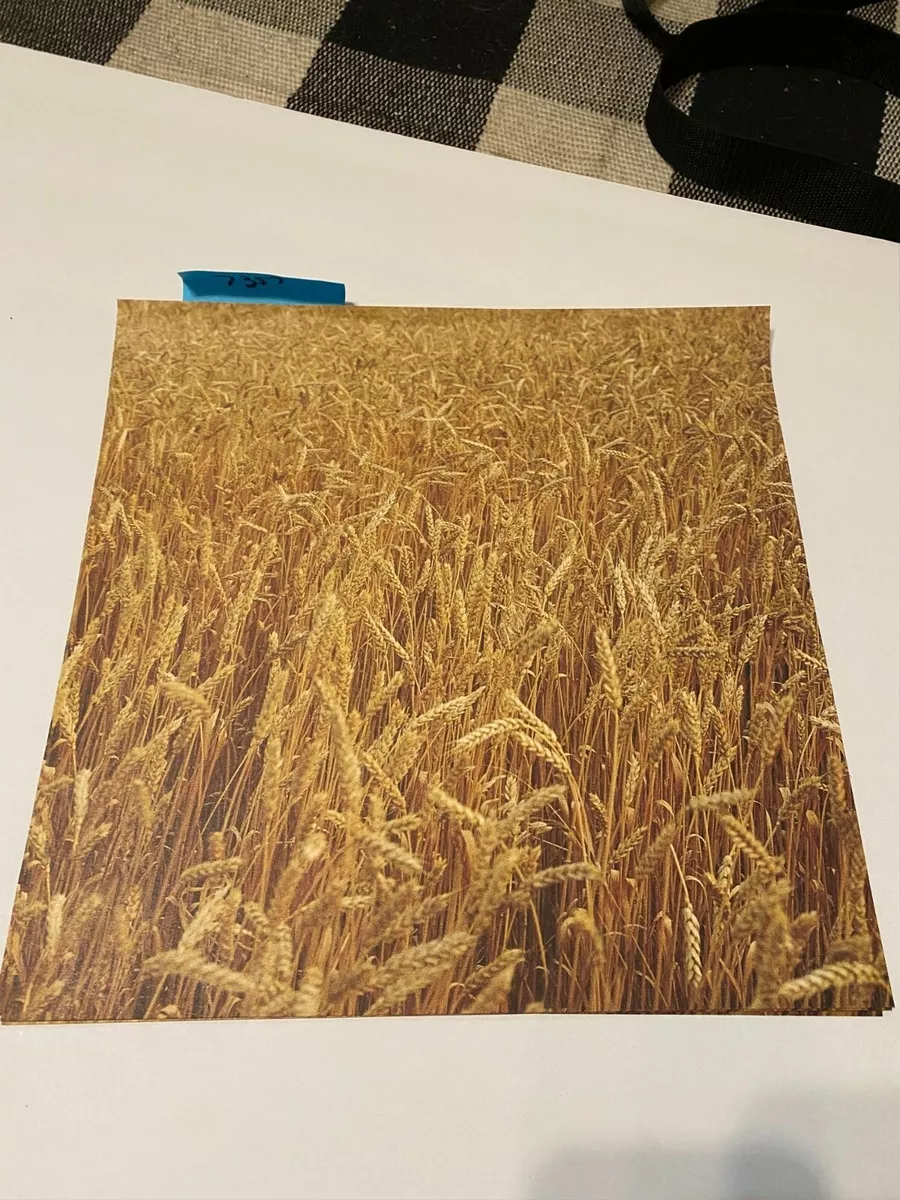 NEW Wheat in field 12 x 12 scrapbook paper craft