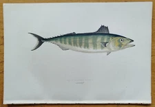 Short Finned Tunny - Original Fish Print from Couch - 1862