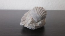 Versteinerung  Muschel