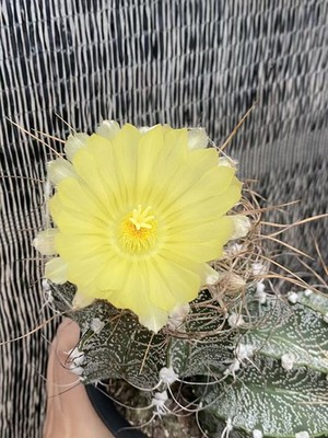 RareSucculent Plant Astrophytum capricorne var. seedgrowth WYSIWYG