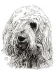 Otterhound Cards 10 Cards