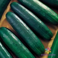25+ Intimidator Cucumber Seeds for Garden Planting - USA - FREE SHIPPING!