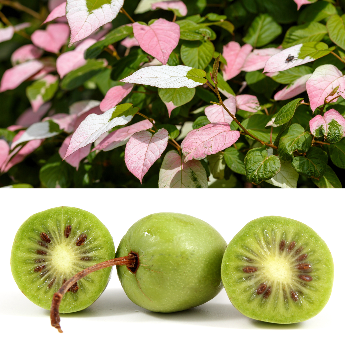イロハモミジ　k 20 Variegated ARCTIC BEAUTY KIWI FRUIT Edible Actinidia Kolomikta