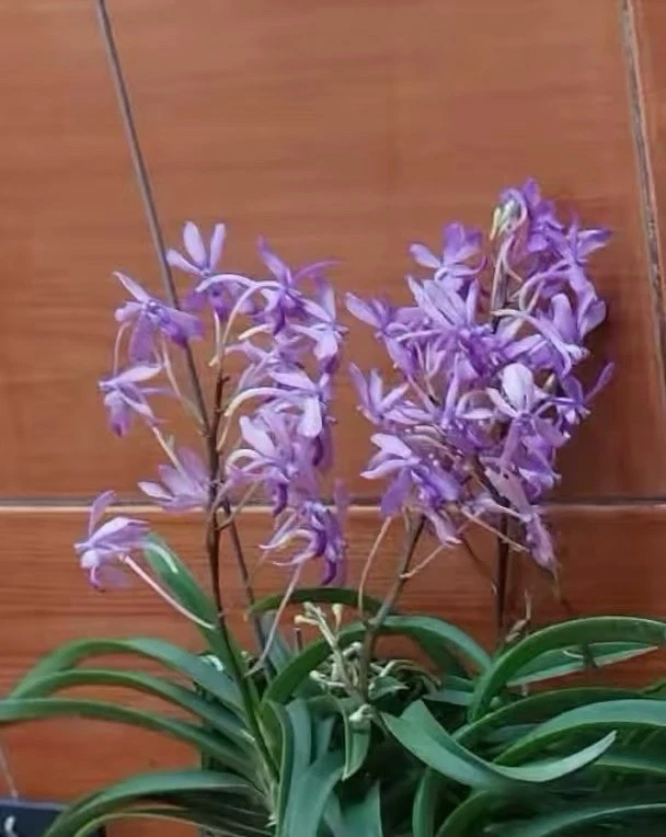 Vandachostylis Lou Sneary No.2 Purple Vanda Hybrid Orchid Blooming Size
Opens in a new window or tab