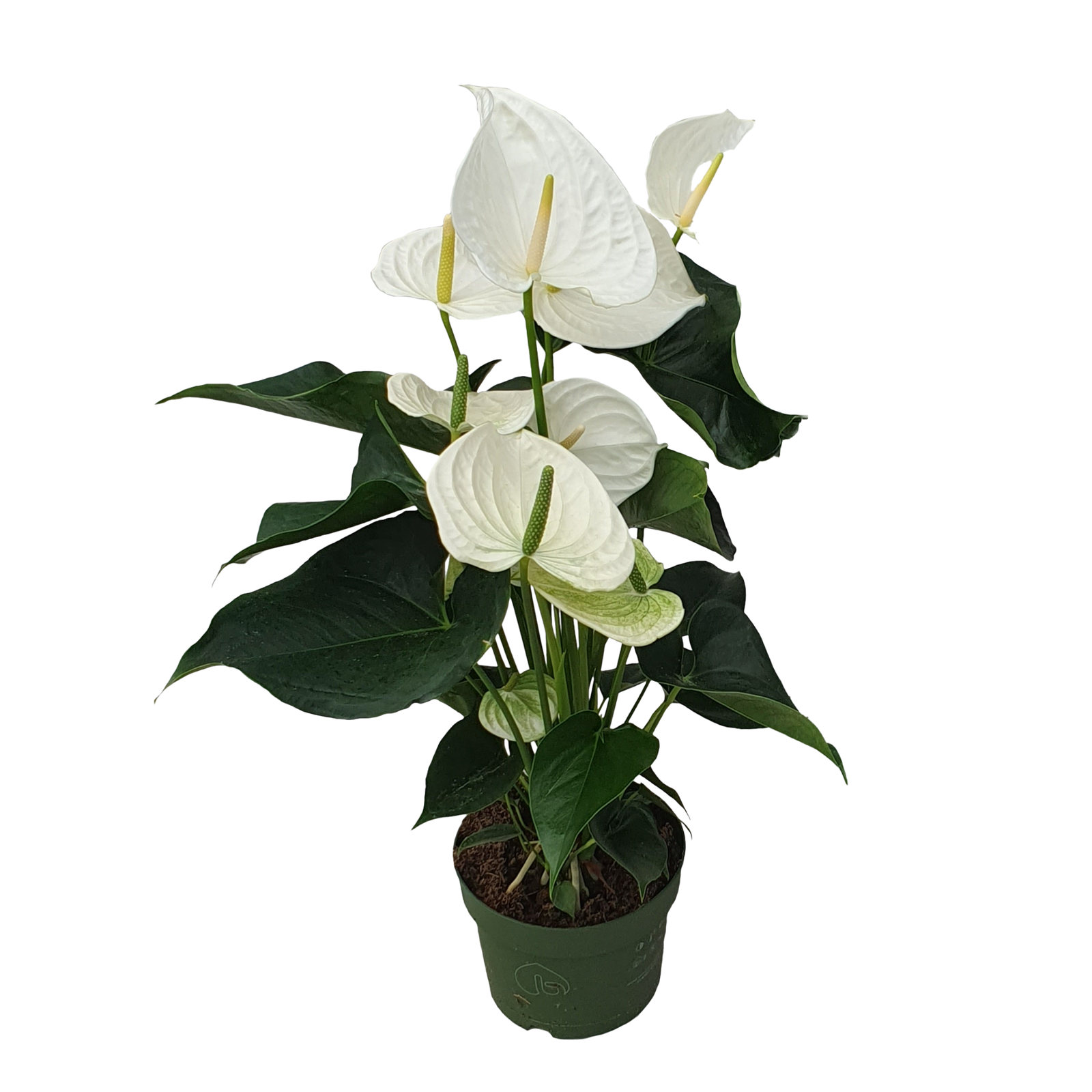 Anturio - Anthurium 'Alaska White' - Altezza 55-70cm - ø17cm